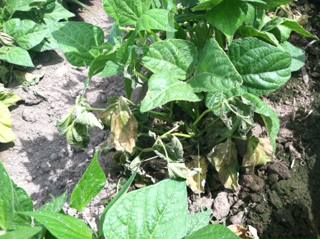 Symptoms of Pythium blight in a bean crop caused by <em>Pythium ultimum</em>.