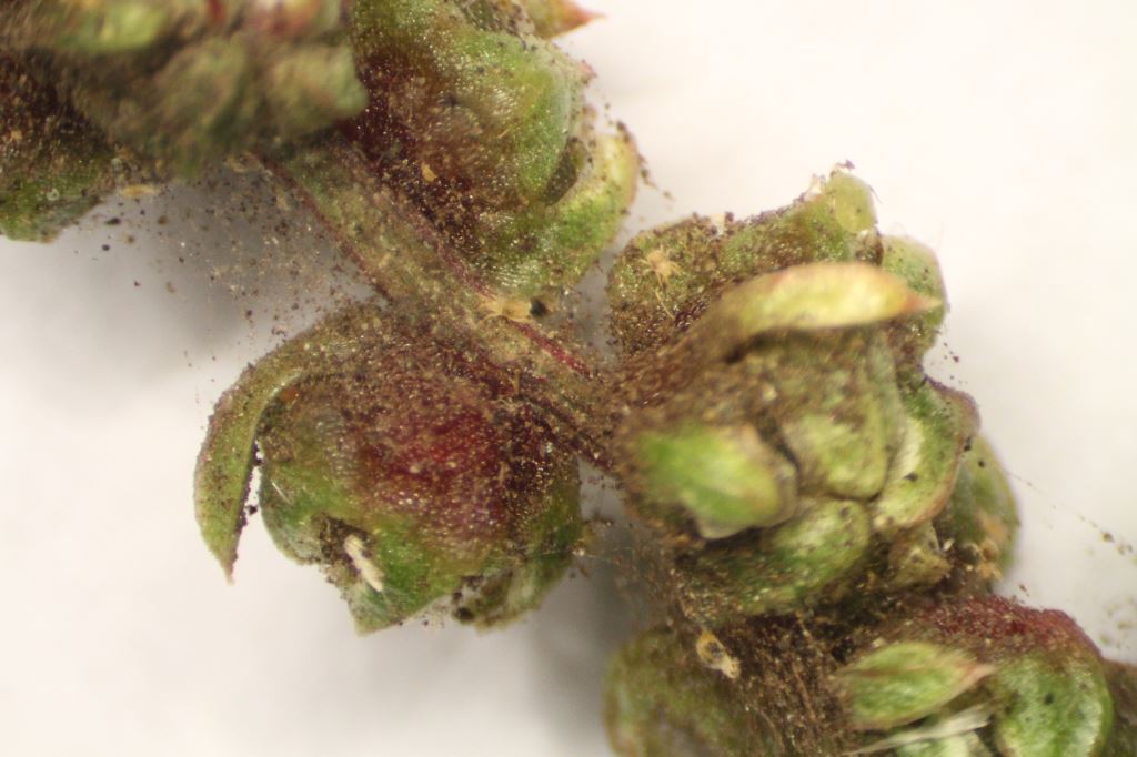 Severe two-spotted spider mite infestation in a table beet seed crop, with webbing, mites, and eggs on seed stalks.