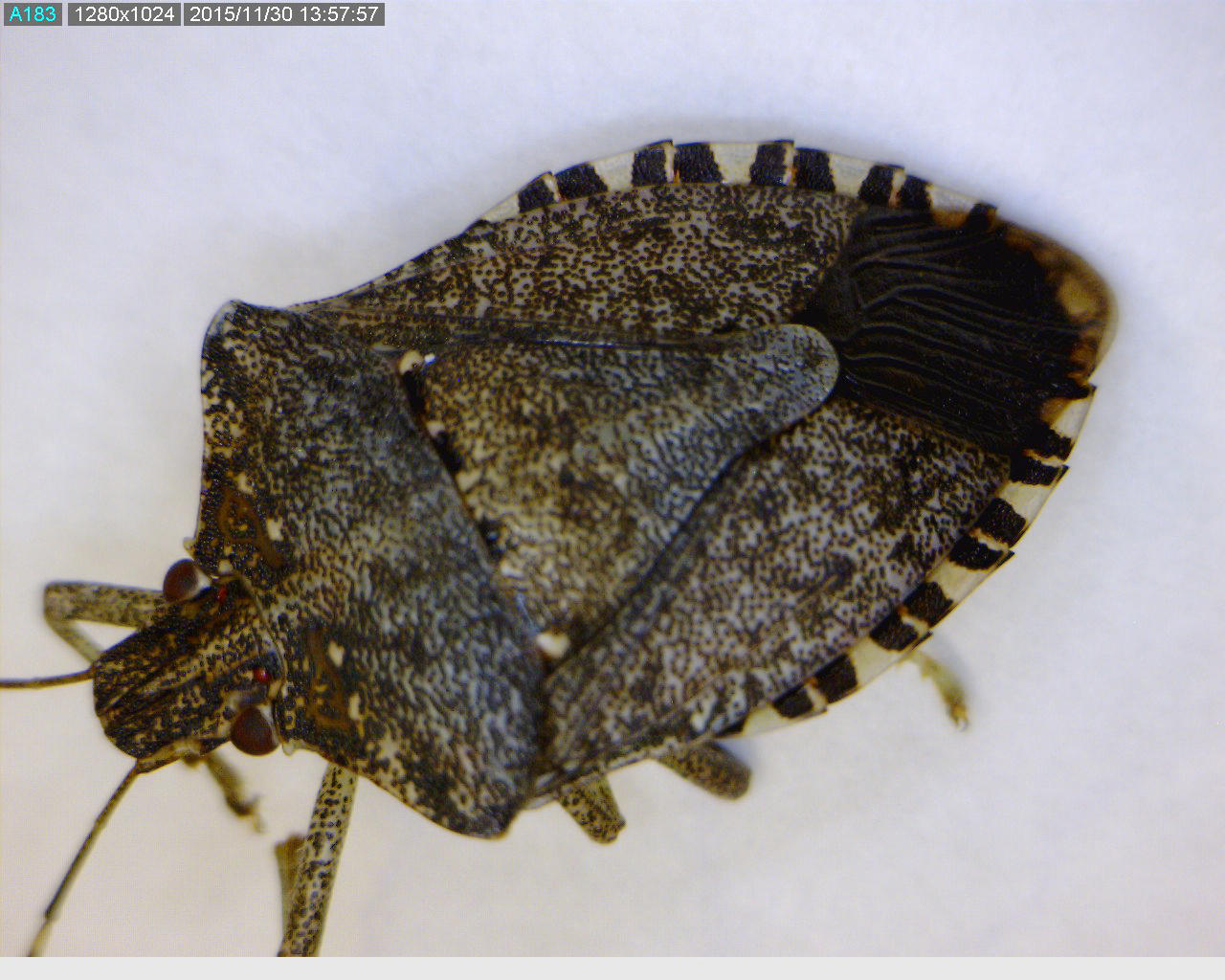 Three or four key characteristics are used to distinguish the brown marmorated stink bug (BMSB) from other stink bugs found in the Pacific Northwest: 1) white bands on the brown antennae, 2) bands on the dorsal (top) side of the peripheral margin of the abdomen, 3) smooth leading edge of the prothorax (shoulders), 4) gem-encrusted prothorax just behind the head (on both the dorsal and ventral side).