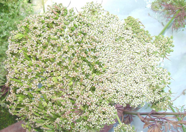 Photo of Symptomatic (left) vs. asymptomatic (right) parts of an umbel from a carrot seed crop as a result of infection by a phytoplasma