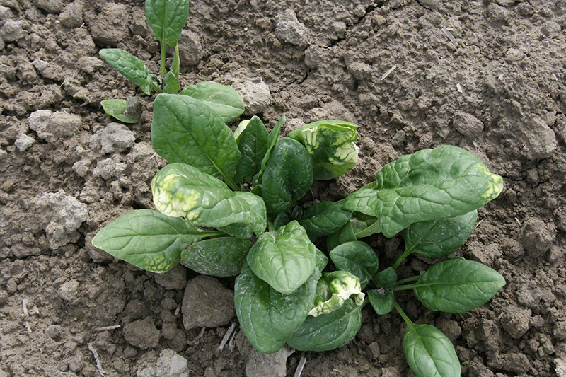 Symptoms of white foliage caused by planting spinach into soil with residual clomazone herbicide from a crop grown preceding spinach. 