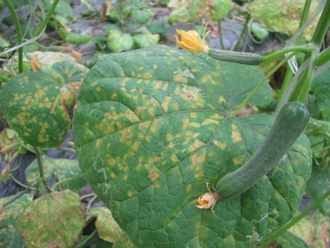 Photo of angular, chlorotic lesions on the upper surface of cucumber leaves infected with downy mildew