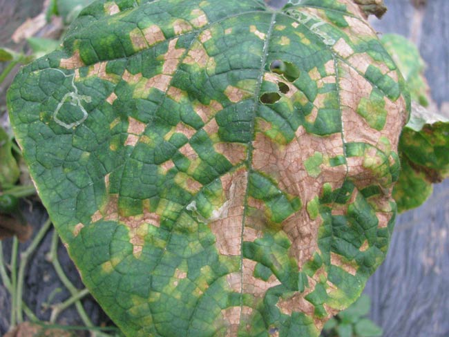 Photo of severe lesions on the upper surface of a cucumber leaf infected with downy mildew