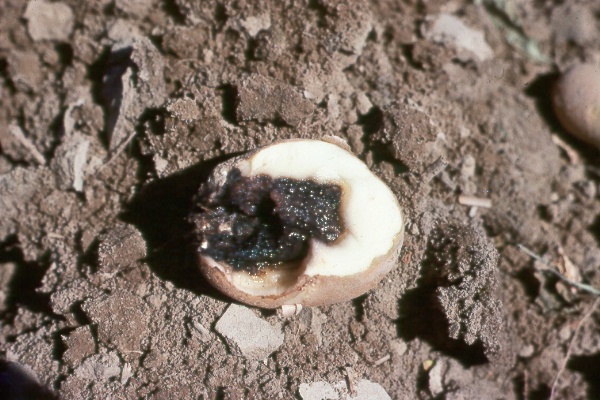 Photo of symptoms of bacterial soft rot on potato 