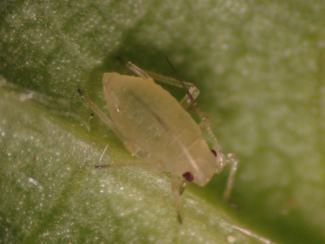Photo of green peach aphid nymph