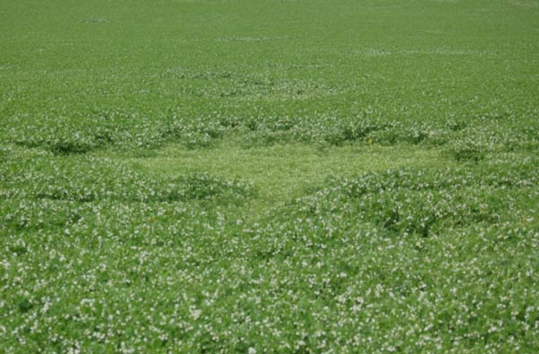 Photo of circular patch of stunted pea plants
