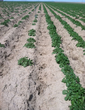 Photo of blank areas in a field due to herbicide carryover on potato seed tubers.