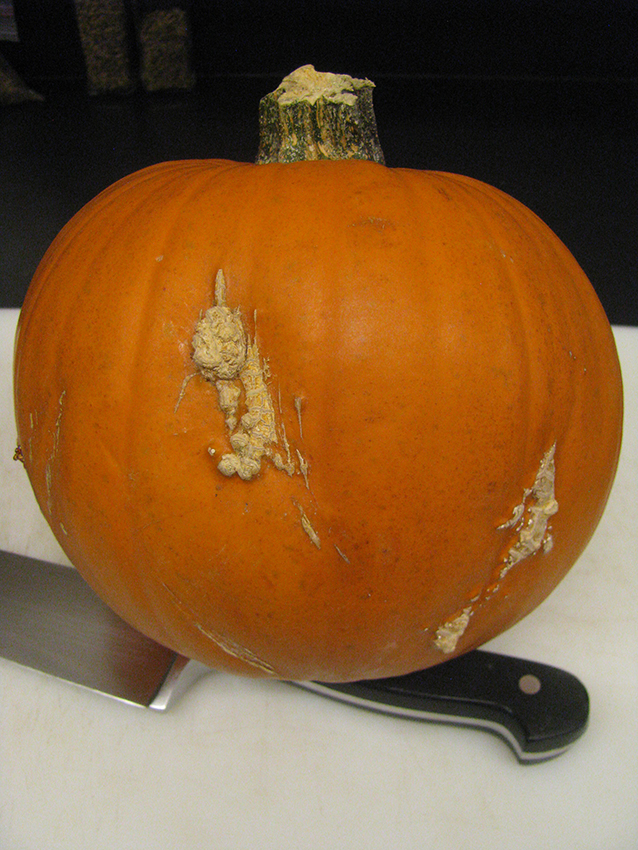 Severe wart-like growths on a pumpkin caused by edema.