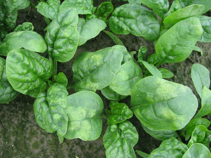 Photo of Chlorotic lesions on the upper surface of a baby leaf spinach crop infected with downy mildew