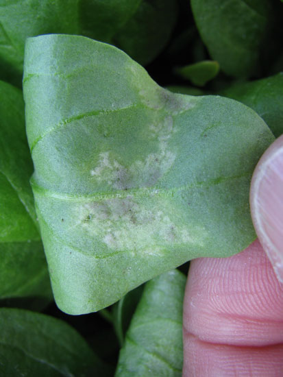 Photo of sporulation on the lower spinach leaf surface.
