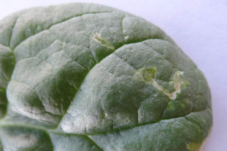 Closeup of spinach leafminer damage