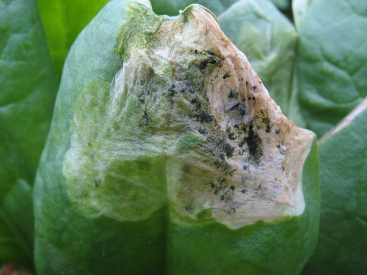 Photo of severe spinach leafminer injury