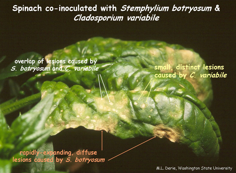 Photo of stemphylium leaf spot on spinach