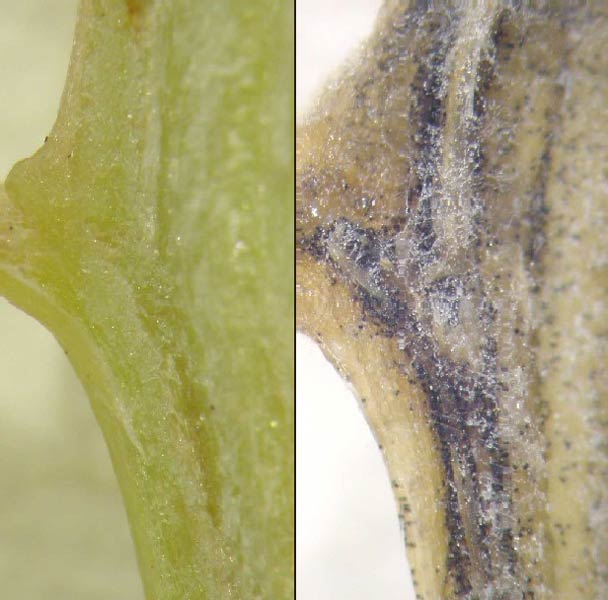 Photo of verticillium wilt on spinach