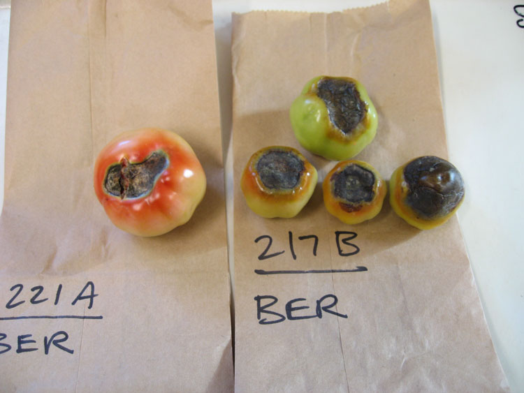 Photo of blossom end rot symptoms on tomato fruit