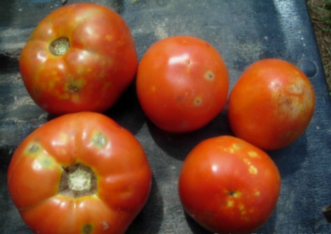 Photo of brown marmorated stink bug damage on tomato