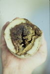 Photo of Fusarium dry rot on potato