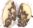 Photo of Fusarium dry rot on potatoes