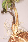 Photo of late blight seed pc transmission