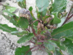 Damage to the new growth of a female inbred line in a hybrid table beet seed crop associated with application of a combination of herbicides.