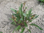 Damage to the new growth of a female inbred line in a hybrid table beet seed crop associated with application of a combination of herbicides.