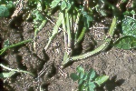 Photo of Black leg (mid-season symptoms) on potato 'Ranger Russet'