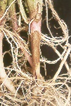Photo of Rhizoctonia stem lesion on potato