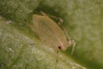 Photo of green peach aphid nymph on leaf