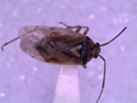 An adult lygus bug.