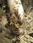 Wireworms feeding on an onion plant in a bunching onion (CFC = cepa fisutlosum cross) seed crop.