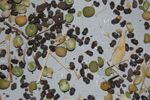 photo of pea weevil and pea seeds