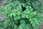 Photo of severe symptoms of Potato virus Y infection on the potato cultivar Chieftain