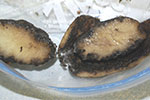 Photo of bacterial ring rot on potato