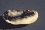 Photo of potato tuber with typical soft rot symptoms