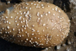 Photo of enlarged lenticels on a tuber resulting from exposure of the tuber to excessively wet soil conditions.