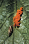 Photo of adult Colorado potato beetle