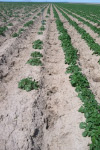 Photo of blank areas in a field due to herbicide carryover on potato seed tubers.