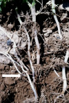Photo of potato sprouts branching underground (arrow) and excessive root production