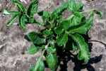 Photo of stunted potato plant with deformed leaves due to herbicide carry-over on seed