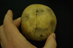 Photo of symptoms of pink eye of potato tubers