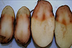 Photo of pink rot of potato