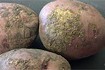 Photo of powdery scab on potato