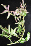 Photo of symptoms on a stem and leaves of a potato plant with BLTVA