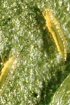 Photo of thrips