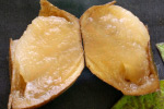 Photo of a typical potato seed piece associated with TSPS