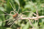 Photo of remnant of a potato seed piece still attached to the stem