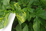 Photo of Corky ring spot on potato leaves