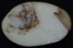 Photo of Corky ring spot on potato