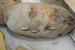 Photo of tuberworm damage on potato