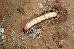 Photo of tuberworm larva